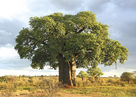 baobab_heller